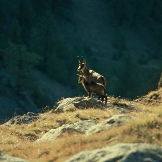 Chamois montagne